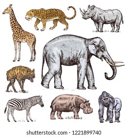 Set of African animals. Rhinoceros Elephant Giraffe Hippopotamus Leopard Hyena Western gorilla Wild zebra. Engraved hand drawn Vintage old monochrome safari sketch. Vector illustration.