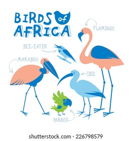 Set of african birds drawn in flat style