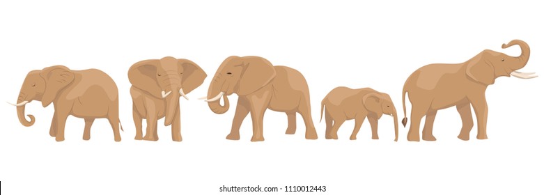 Set from African elephants in different poses. Wild animals of Africa and India. Vector illustration, isolated on white background.