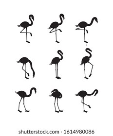 Set of african flamingo black outline silhouettes in various poses, vector illustration isolated on white background. Exotic tropical bird icons or symbols collection.