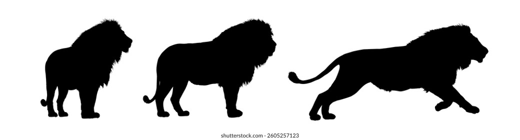 set of african lion silhouettes - vector illustration