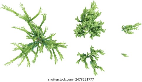Set of African milk Trees isolated on transparent background. 3D render.Top view