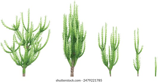 Set of African milk Trees isolated on transparent background. 3D render