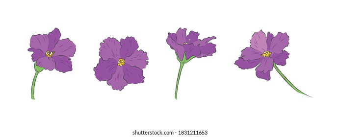 Set of African violet in different angles  in illustration vector art