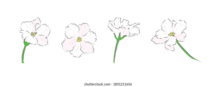 Set of African violet in different angles  in illustration vector art
