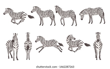 Set of african zebra side and front view cartoon animal design flat vector illustration isolated on white background