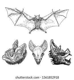 Set of aggressive flying bats with open wings drawing. Gothic illustration of monsters for the Halloween. Occult attributes decorative elements. Night creatures with fangs. Flying vampires. Vector.