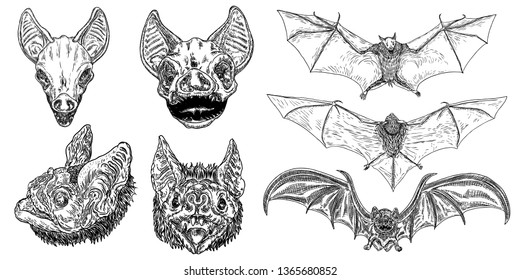 Set of aggressive flying bats with open wings drawing. Gothic illustration of monsters for the Halloween. Occult attributes decorative elements. Night creatures with fangs. Flying vampires. Vector.