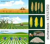 Set of agricultural fields- wheat, maize, rice. Vector illustrations.