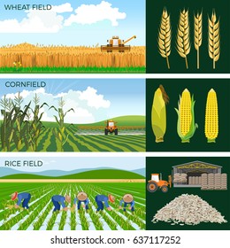 Set of agricultural fields- wheat, maize, rice. Vector illustrations.