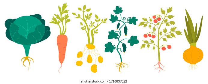 Set of agricultural plants with roots isolated on a white background. Flat design. Vector illustration