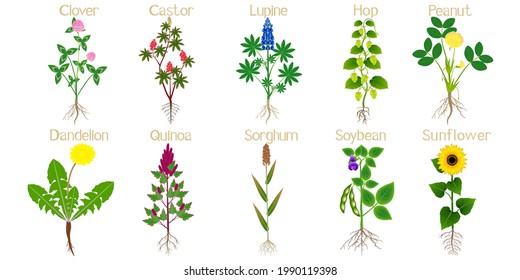 Set of agricultural plants with roots on white.