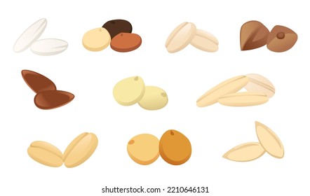 Conjunto de orejas agrícolas e ilustraciones vectoriales de grano aisladas en fondo blanco