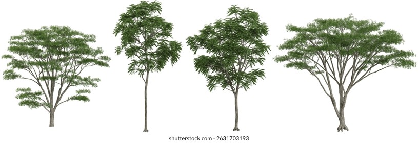 set of Ailanthus,Albizia trees on transparent background