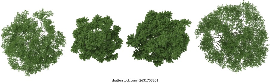 set of Ailanthus,Albizia trees on transparent background from the top view
