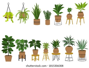 A set of Air Cleaning Plants in pots isolated on white background. Concept about house plants, gardening, hobbies and etc. 