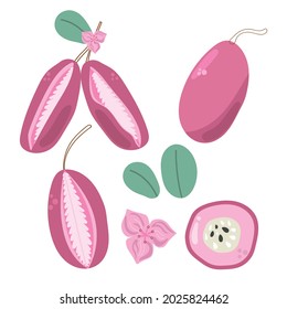 Set of Akebia asian exotic fruit. Hand drawn flat illustration.