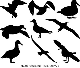 Silhouette de Aves Albatros