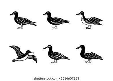 Set of Albatross silhouette vector illustration