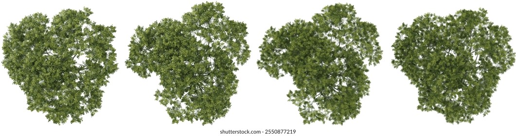 Set of Albizia plants isolated on transparent background from the top view