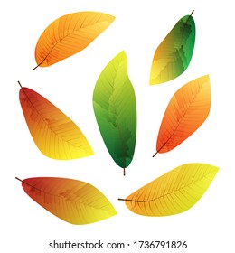 A set of alder leaves of different sizes and colors, isolated on a white background. Can be used for autumn design.