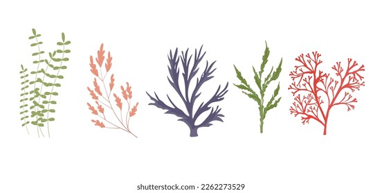 A set of algae. Kelp. Vector stock illustration. Aquarium, underwater world. The bottom of the sea. isolated on a white background.