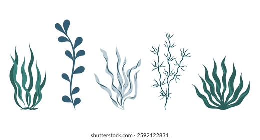 Set of algae, seaweed vector illustration