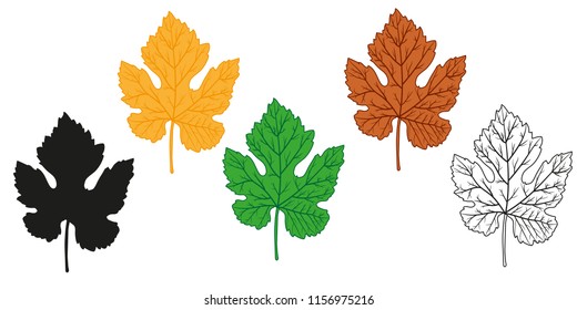 A set of all colors of leaves. Leaf of grapes. Autumn orange, yellow and summer green leaf. Vector illustration isolated on white background.