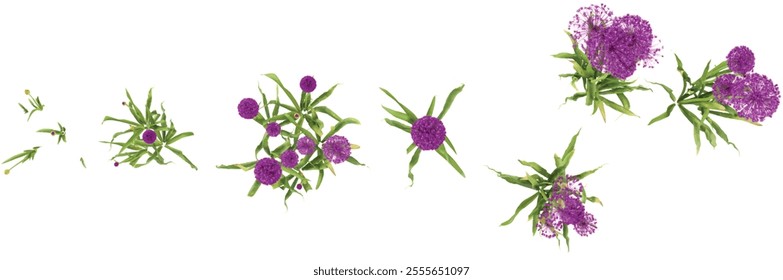 set of Allium plants on transparent background from the top view