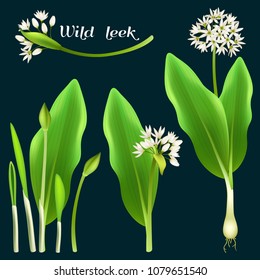 Set allium tricoccum, ramp, spring onion, ramson, wood leek and wild garlic. Vector illustration.