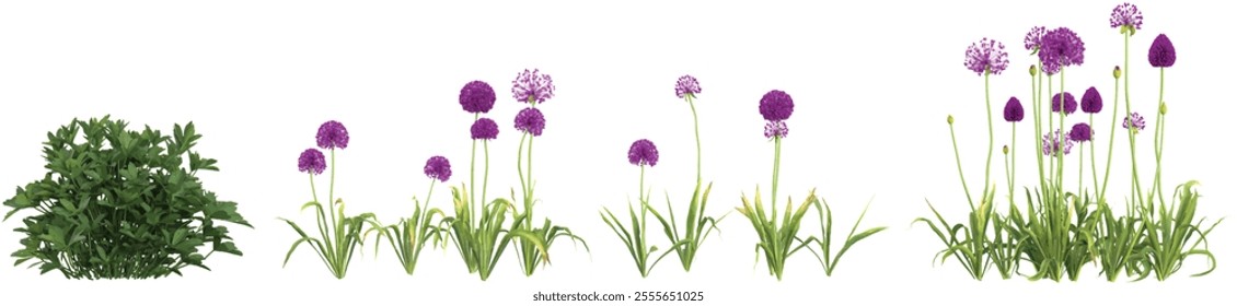 set of Allium,Astrantia plants on transparent background