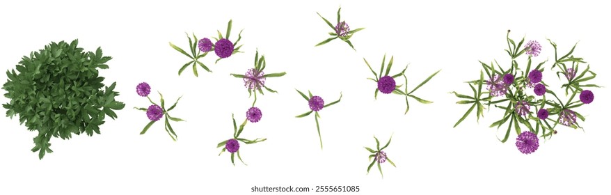 set of Allium,Astrantia plants on transparent background from the top view