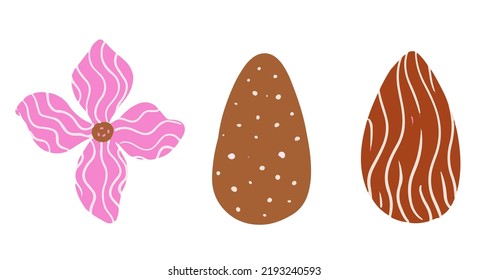 Set of almond flower and fruits isolated on white background