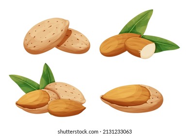 Set almond in nutshell with leaves detailed raw nut, organic product, ingredient in cartoon style isolated on white background. Ripe plant, snack.