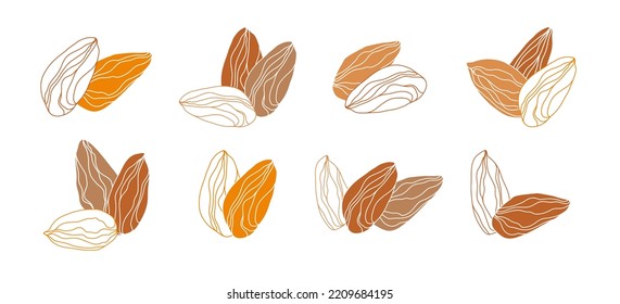 Set of  almond on white background. Hand drawn vector illustration.