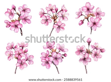 Set of almond tree blooming branches isolated on white. Vector illustration of pink sprint tree flowers blossom. Collection of six flowering sakura branches. Springtime clipart. Sakura flowers