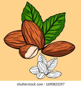 conjunto de almendras en estilo de dibujo aislado para la decoración.