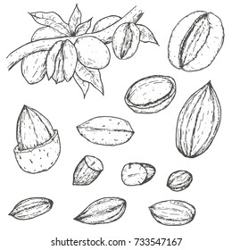 Set of almonds in retro vintage hand drawn, sketches, engraved style. Isolated on white background. Modern vector illustration.
