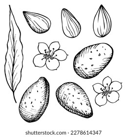 Mit Mandeln ausgestattet. Mandeln, Samen, Nüsse, Blumen und Blätter des Mandelbaums werden handgezeichnet. Skizzenstil-Illustration auf isoliertem Hintergrund. Design-Element. Vektorgrafik