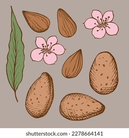 Set with almonds. Almonds, seeds, nuts, flowers and leaves of the almond tree are hand-drawn. Sketch style illustration on isolated background. Design element. Vector