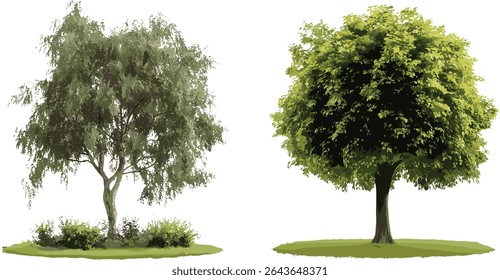 Conjunto de Alnus rubra e Salix babylonica rua árvores isoladas recorte, vista frontal, ilustração vetorial, paisagismo urbano, projeto da natureza, verde ecológico, silhueta de árvore.