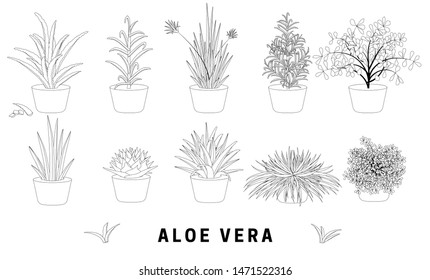 Set of aloe in pot. Sketch of plant in flower pot. Black contour on a white background. Monochrome coloring different house plants. Isolated design elements in outline style. Vector illustration.