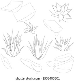 Set of aloe vera with cut pieces with fresh drops of water isolated illustration