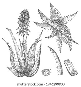 Set of Aloe vera hand drawn patterns with lives and flower in black color isolated on white background. Retro vintage graphic design Botanical sketch drawing, Vector illustration.