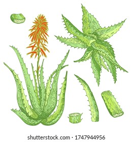 Set of Aloe vera hand drawn patterns with lives and flower in green and red color isolated on white background. Retro vintage graphic design Botanical sketch drawing, Vector illustration.