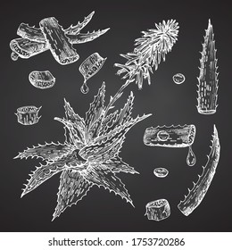 Set of Aloe vera hand drawn patterns with lives and flower in white color isolated on chalk board background. Retro vintage graphic design Botanical sketch drawing, Vector illustration.