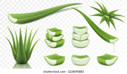 Set of Aloe Vera, isolated on transparent background, 3d vector illustration. Realistic green plant, leaves and cut pieces with juice drops. Essence from aloe vera plant drips from stem.