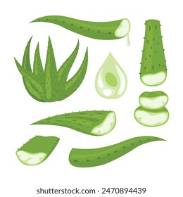 Set aus Aloe Vera Kit Kollektion, verschiedene grüne Aloe Vera Blätter, in große und kleine Größen mit Tropfen geschnitten, Aloe Gele, Essenz aus Aloe Vera Pflanze tropft aus Stiel, auf weißem Hintergrund isoliert.