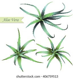 Set of aloe vera plants isolated on white background. Vector illustration.