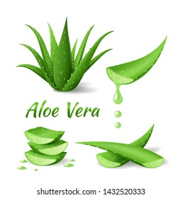 Set of Aloe Vera, realistic green plant, leaves and cut pieces with juice drops, isolated on white background, vector illustration